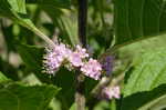 American beautyberry